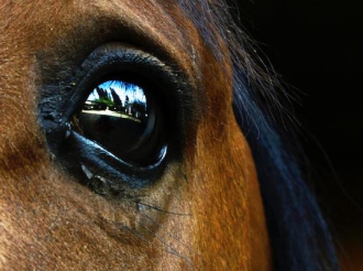 Ίδρυμα Εικαστικών Τεχνών Τσιχριτζή :